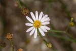 Perennial saltmarsh aster